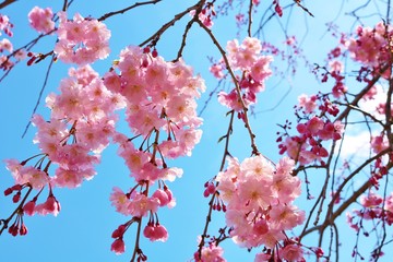 風景　花　春　桜　空　晴れ　茨城