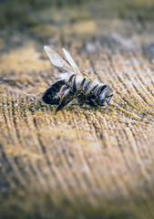 Macro image of a dead bee over a wooden trunk, distressed by the collapse of collapse and other diseases. Use of pesticides in the environment and flowers. 