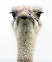 An ostrich head closeup front on showing its large eyes and beak. 
