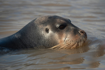 Fototapeta premium Bearded seal close up