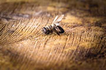 Macro image of a dead bee over a wooden trunk, Concept of extinction and environmental risk.
