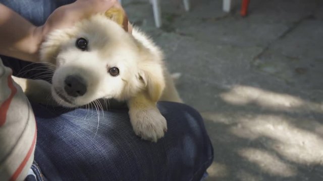 A man is playing with a cute puppy close-up