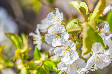 Obraz premium Spring outdoors, blooming white cherry flowers