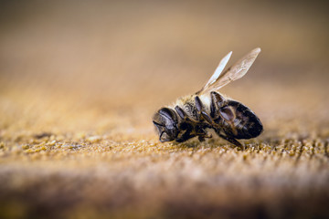 Macro image of a dead bee over a wooden trunk, Concept of extinction and environmental risk.