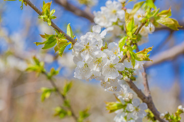 Fototapeta premium Spring outdoors, blooming white cherry flowers
