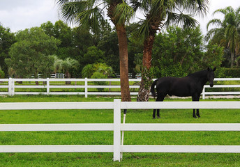 Horse in Paddock