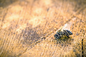 Macro image of a dead bee on a leaf of a declining beehive, plagued by the collapse of collapse and other diseases, use of pesticides in the environment and flowers.