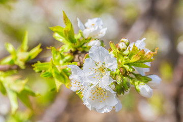 Fototapeta premium Spring outdoors, blooming white cherry flowers