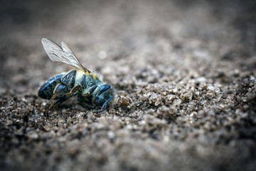 Macro image of a dead bee on a leaf of a declining beehive, plagued by the collapse of collapse and other diseases, use of pesticides in the environment and flowers.