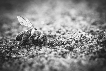 Macro image of a dead bee, lying on the ground due to the use of pesticides and poisons. Concept of bee extinction and environmental risk, use of pesticides in the environment and flowers.