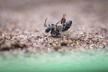 Macro image of a dead bee, lying on the ground due to the use of pesticides and poisons. Concept of bee extinction and environmental risk, use of pesticides in the environment and flowers.
