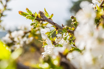 Spring outdoors, blooming white cherry flowers