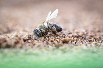 Macro image of a dead bee, lying on the ground due to the use of pesticides and poisons. Concept of bee extinction and environmental risk, use of pesticides in the environment and flowers.