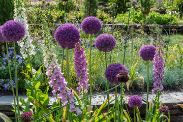 Beautiful blooming allium and foxglove flowers at a botanical garden in Durham, North Carolina, in springtime