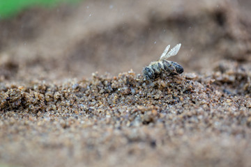 Macro image of a dead bee on a leaf of a declining beehive, plagued by the collapse of collapse and other diseases, use of pesticides in the environment and flowers.