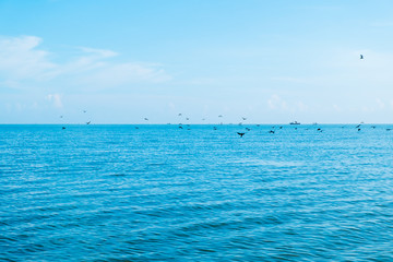 Fototapeta premium Flocks of seagulls search for food on the sea and the blue sky.