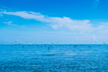 Obraz premium Flocks of seagulls search for food on the sea and the blue sky.