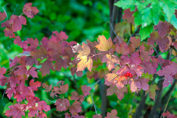 Ripe berries of viburnum on a branch