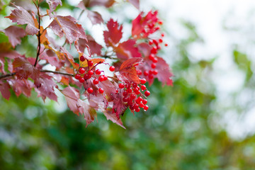 Ripe berries of viburnum on a branch