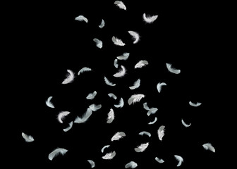 feather abstract background. white feathers falling down in the dark.