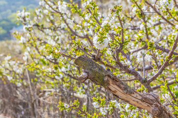 Spring outdoors, blooming white cherry flowers