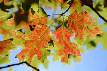 Naklejka na ściany i meble maple leaves in autumn