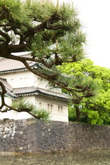 Fototapeta premium お城の掘りと松