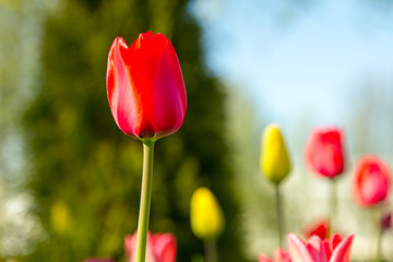 Multicolored tulips in the park, on the lawn. Symbol of love and theft. According to Feng Shui, tulips symbolize the beginning, the birth of something new. Incredibly beautiful flowers! A stunning pal
