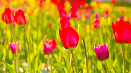 Fototapeta na wymiar Multicolored tulips in the park, on the lawn. Symbol of love and theft. According to Feng Shui, tulips symbolize the beginning, the birth of something new. Incredibly beautiful flowers! A stunning pal
