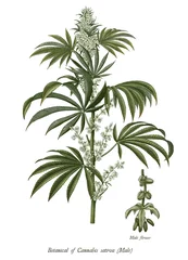 Cannabis sativa männlicher Baum botanische Vintage-Gravur-Illustrationsclipart isoliert auf weißem Hintergrund © channarongsds