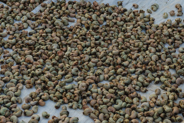 Cashew nuts and dried with sunlight with shell waiting to be processed.