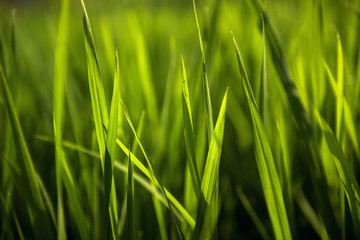 Rice on field. Green leaves background