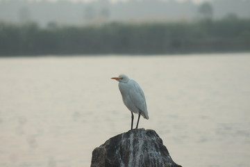 bird on rock