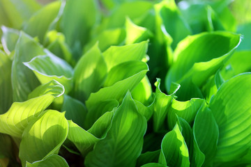 Macro photo of green unusual foliage background