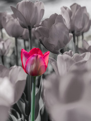Attila tulips on black and white background
