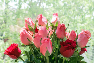 A bouquet of roses against the window with a blurred background