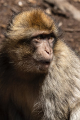Berber Monkey of Morocco