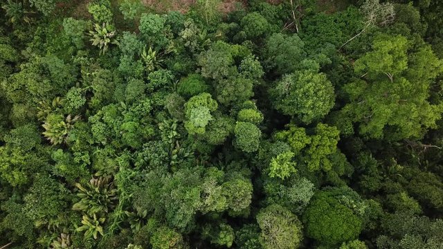 Aerial top view forest, Texture of forest view from above