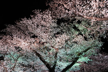 夜桜　花見　桜　日本