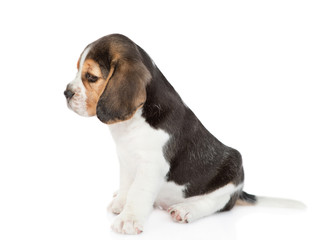 Little beagle puppy sitting in profile and looking away. isolated on white background