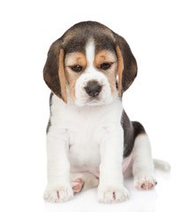 Beagle puppy sitting in front view and looking at camera. isolated on white background