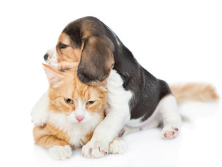 Playful beagle puppy ambracing adult cat. isolated on white background