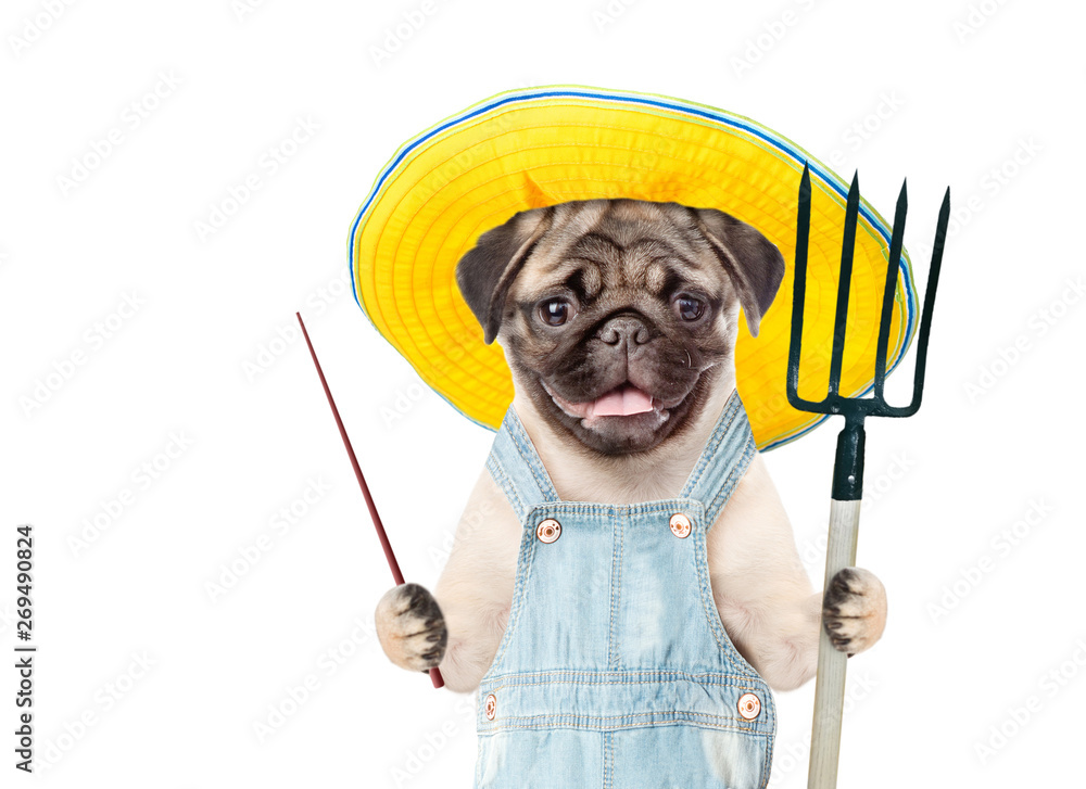 Poster Pug puppy farmer in summer hat with pitchfork pointing on empty space. isolated on white background