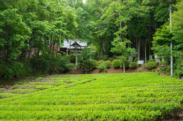 日本の茶畑のある風景