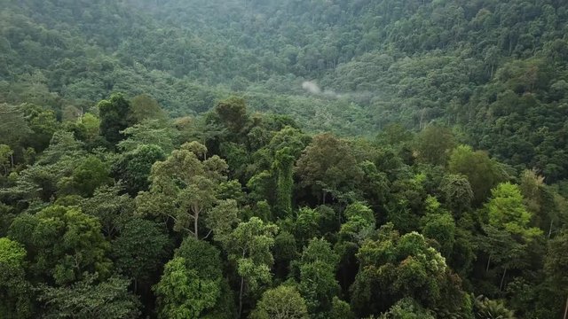 tropical rainforest drone shot in malaysia