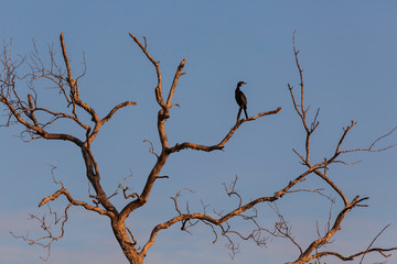 A black cormorant is on the dead tree in the morning with sunlight.