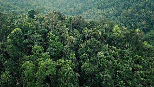 tropical rainforest drone shot in malaysia