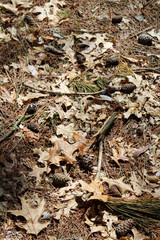 leaves and sticks