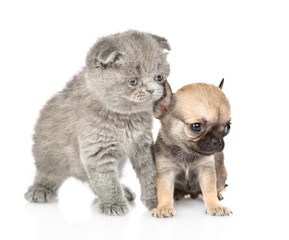 Baby kitten and chihuahua puppy looking away together. Isolated on white background