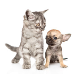 Cat and chihuahua puppy sitting together. Isolated on white background